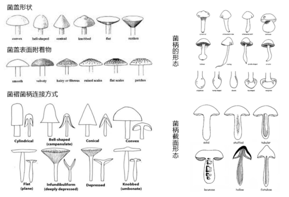 蘑菇菌褶结构图片