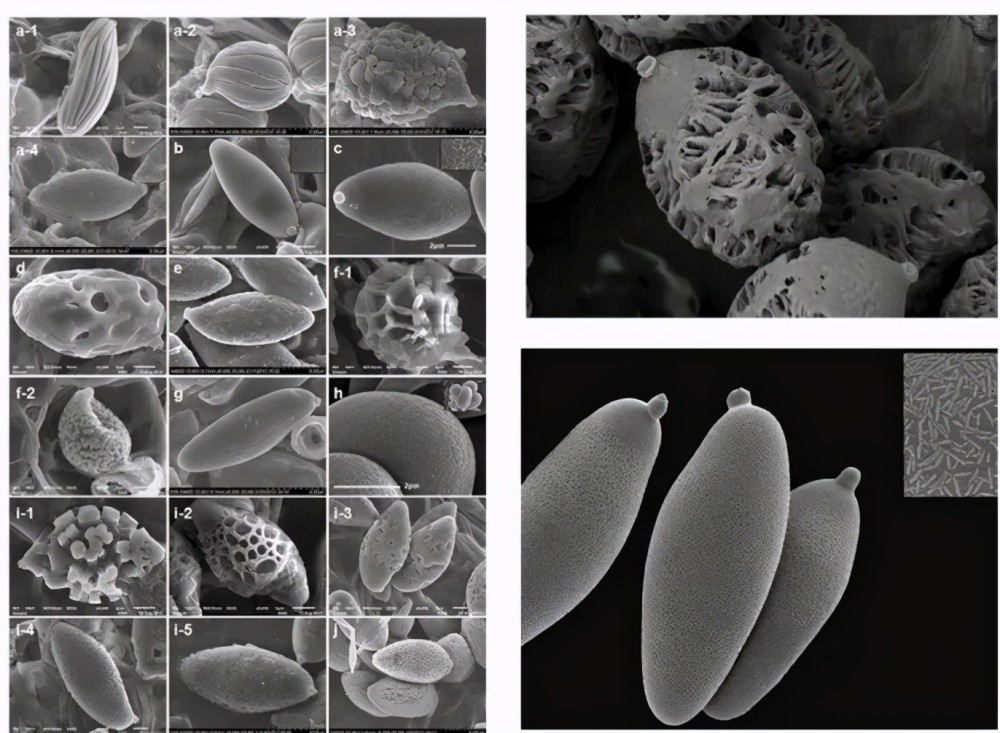 踏青?一起去寻那绚丽多彩的蘑菇(最全指南请收好)