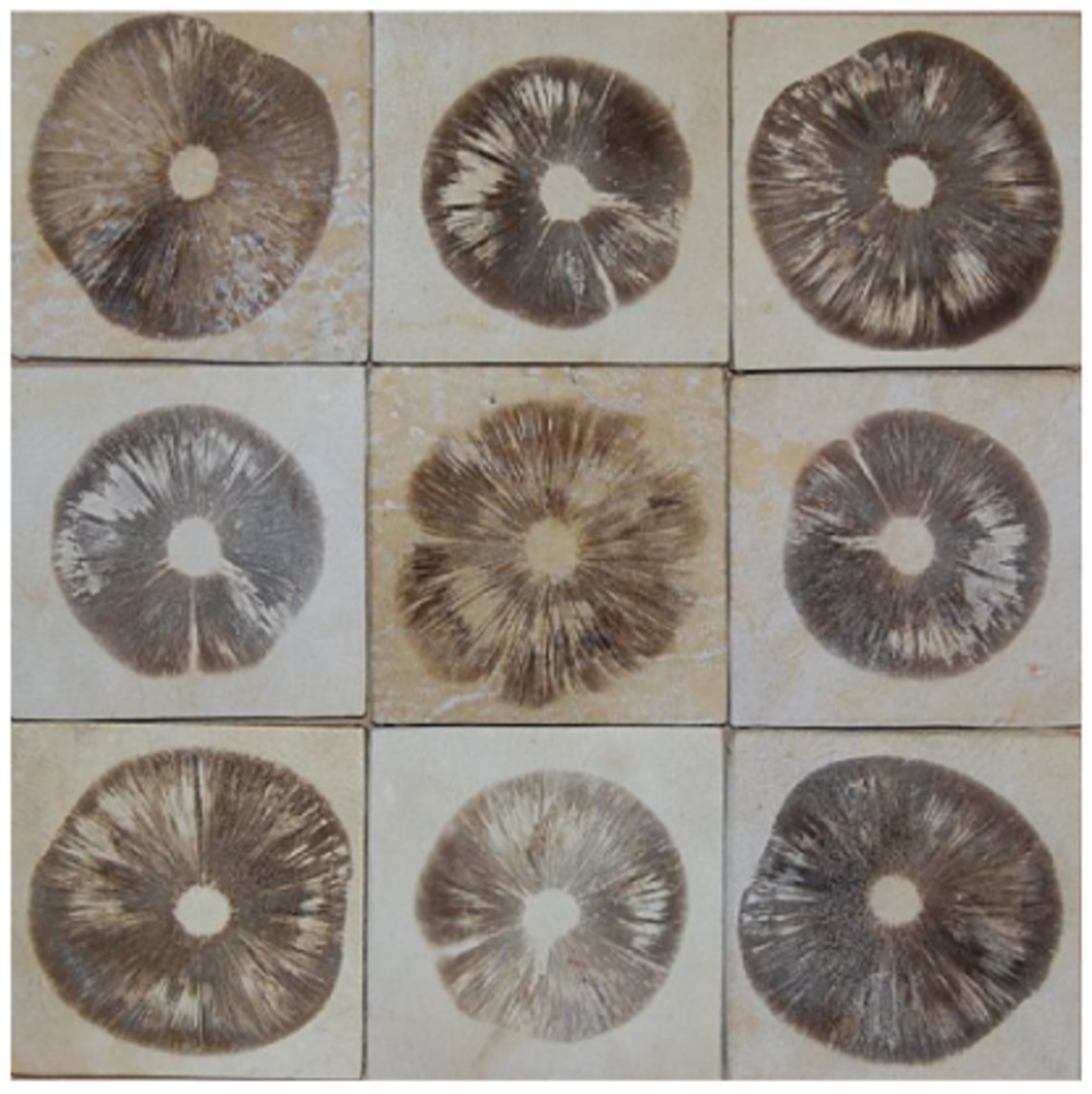 回到家里或者实验室里,我们可以给野外采集的蘑菇制作孢子印.