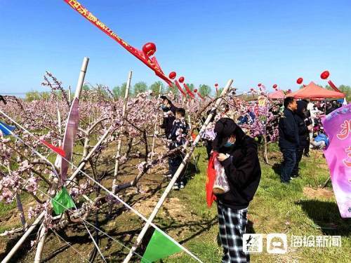 观美景,看演出,品美食 临沭县店头镇第三届桃花节开幕