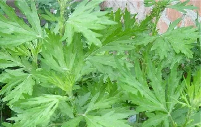 春游踏青花粉过敏怎么办这12个问题都说清楚了