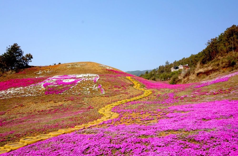 昭通白虎山的芝櫻花開了_騰訊新聞