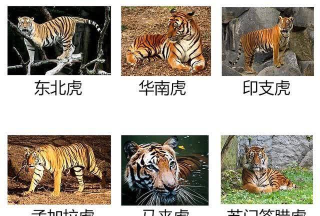 190公斤的體重)比最小的獅子索馬里獅(平均130公斤)整整重了約60公