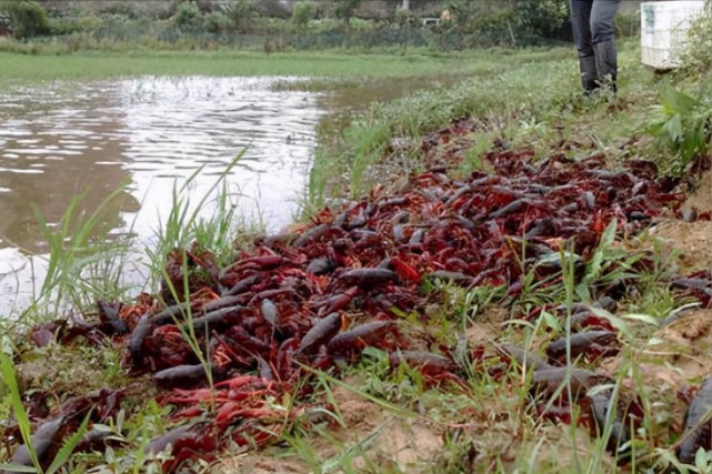 实际上,所谓"吃货消灭入侵小龙虾"这种说法,只能在网络上作为一种吸引