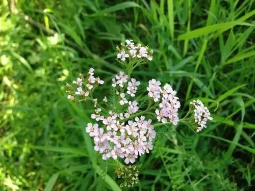 野胡麻花果期:5月中旬—9月中旬賞花地點:西海草原35.