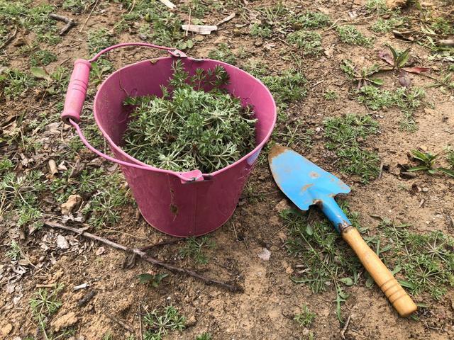 农村常见的野菜 第1种吃的人不多 最后1种惹人嫌弃 你爱吃哪种 腾讯新闻