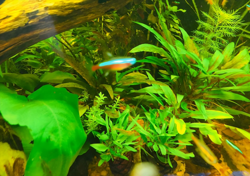 你还在为孔雀鱼月光鱼繁殖发愁吗鱼苗容易死被吃掉伤心吗