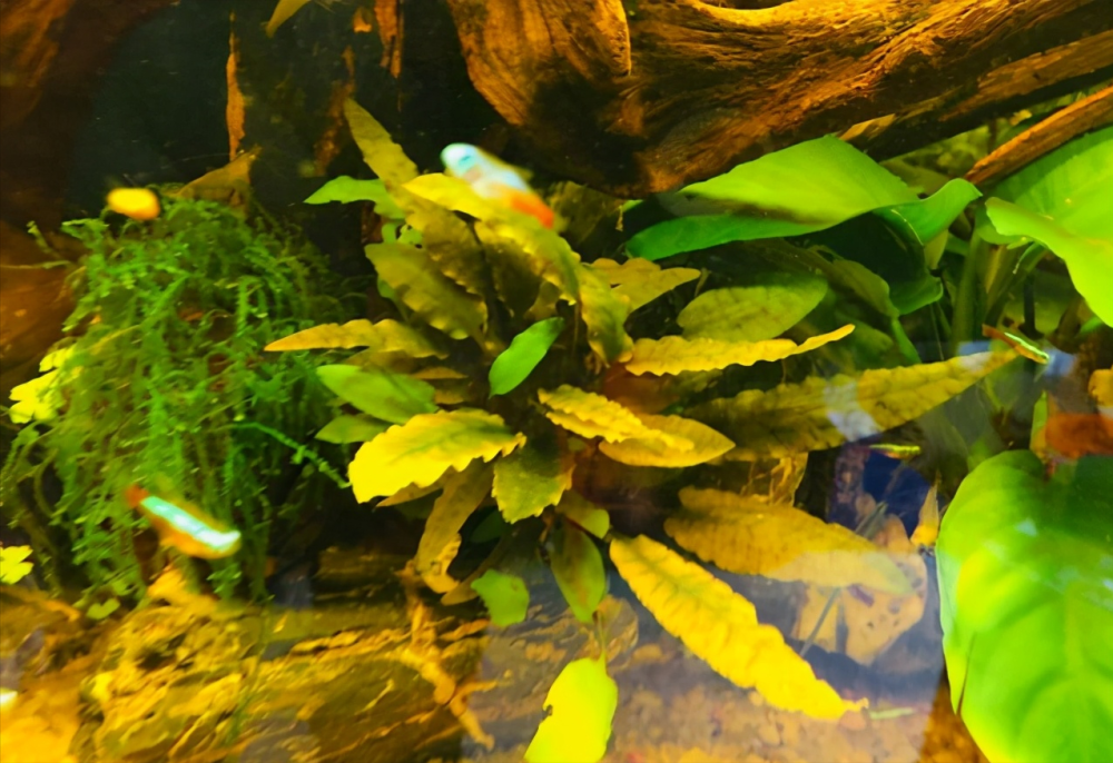 你还在为孔雀鱼月光鱼繁殖发愁吗鱼苗容易死被吃掉伤心吗