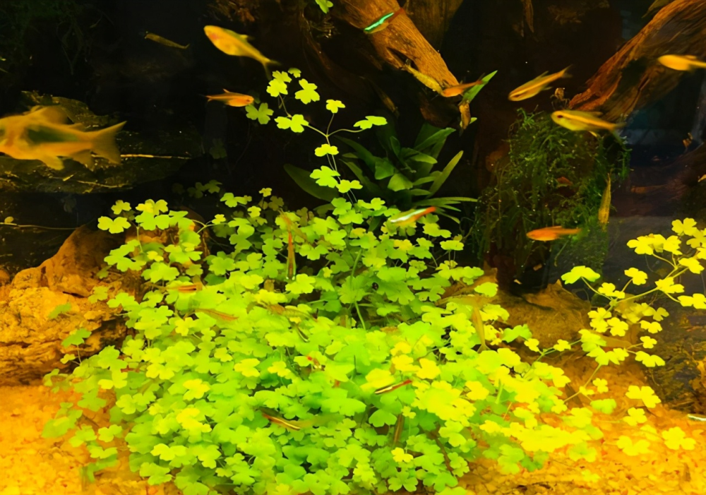 你还在为孔雀鱼月光鱼繁殖发愁吗鱼苗容易死被吃掉伤心吗