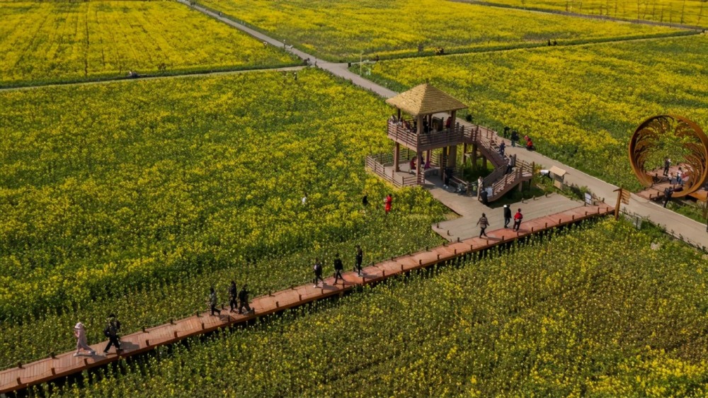 春日已至,花期如约,相城区望亭镇北太湖旅游风景区的上千亩油菜花海