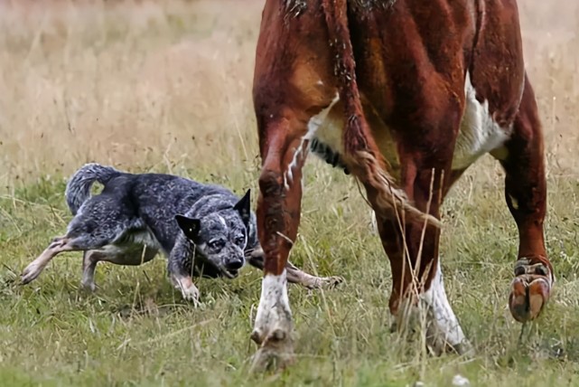 fci第1组牧羊犬和牧牛犬组代表犬种边牧德牧和马犬