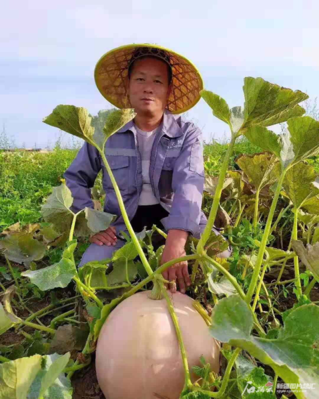 精河县昆仑农博中草药种植专业合作社种植的超大板栗南瓜王.