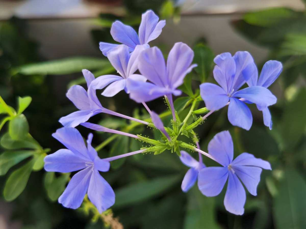 在家養(yǎng)花，注意這5個(gè)地方不能養(yǎng)
