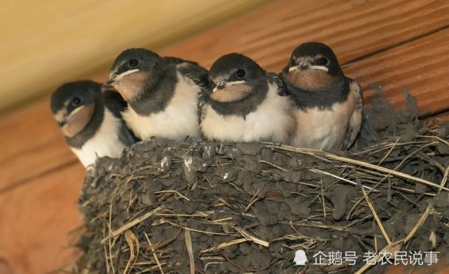 农村屋檐下为什么常有燕子来筑巢？燕子筑巢是好是坏？能不能打？_腾讯新闻