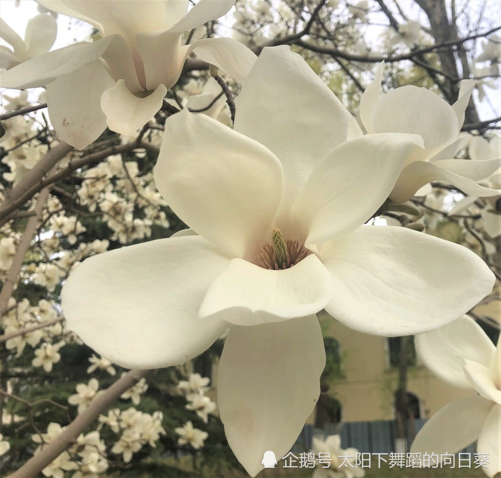 清明节气也是节日 二十四节气之一 是中国传统四大节日之一 腾讯新闻
