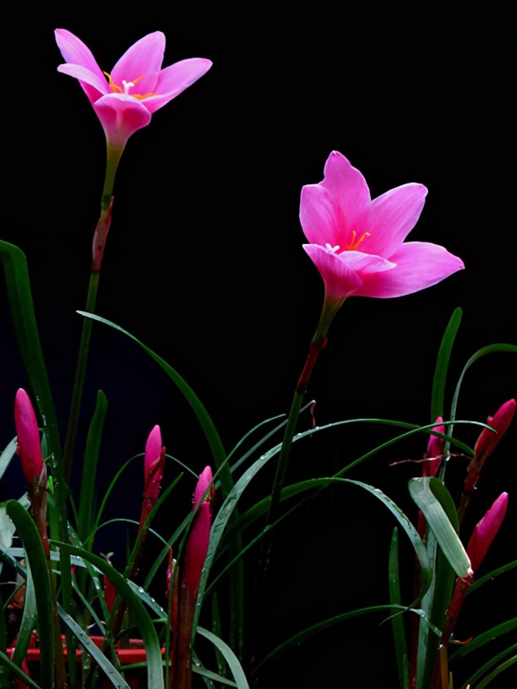 要想兰花长得健壮 植兰施肥是关键 一定要 薄肥勤施 腾讯新闻