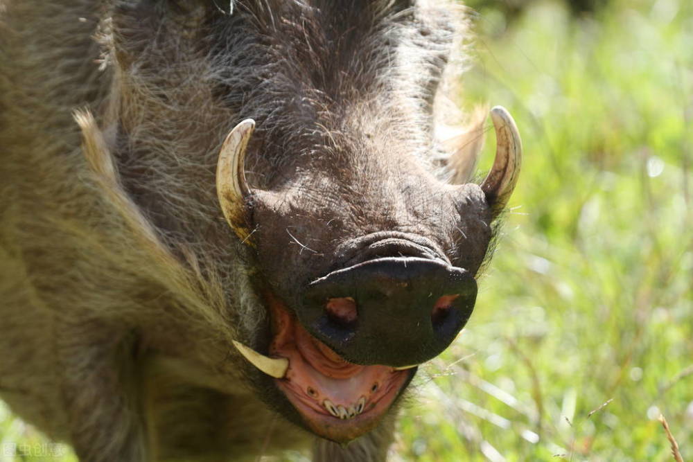 家猪放生不到一年就会野化成带有獠牙的野猪