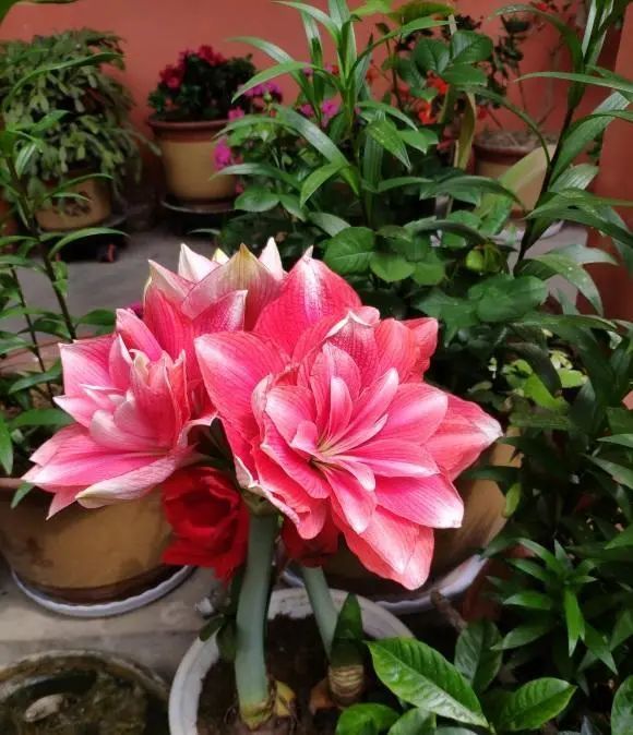 朱顶红延长花期试试这几个办法花瓣巴掌大花期多开15天