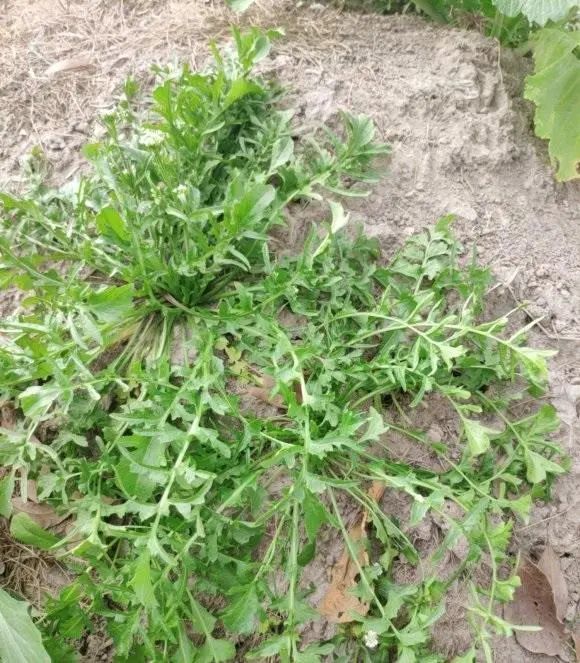 野菜是好东西,可不能乱吃,这几样很像野菜,不可以食用!