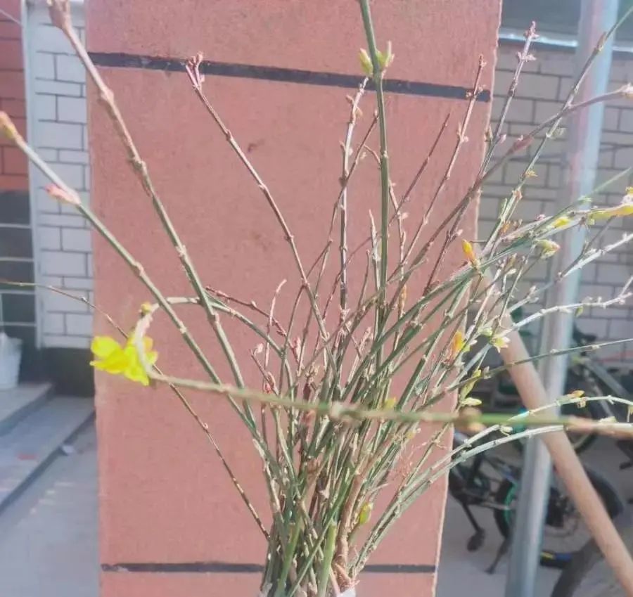 清明扫墓路边全是迎春花剪点枝条带回家当成插花来养