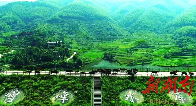 (美丽的雪峰村.本文摄影:刘赫子) (原载于4月5日湖南日报2版)