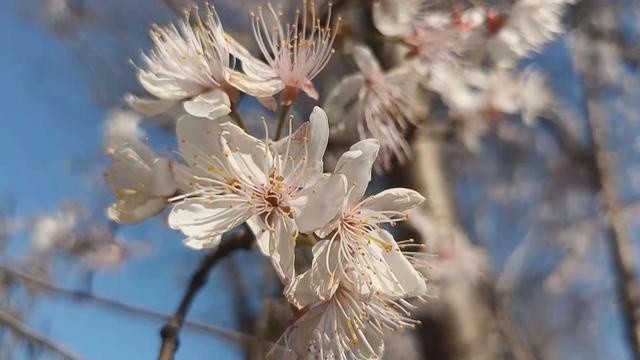 春游踏青需知 所有花都容易引起过敏吗 花粉过敏后该如何处理