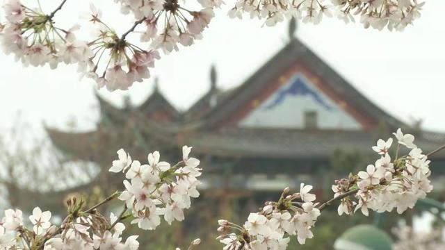 春游踏青需知 所有花都容易引起过敏吗 花粉过敏后该如何处理