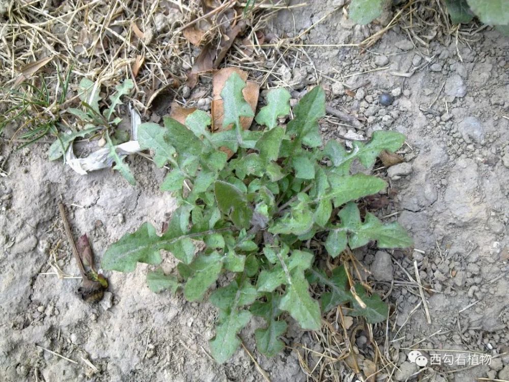 黄鹌菜youngiajaponica