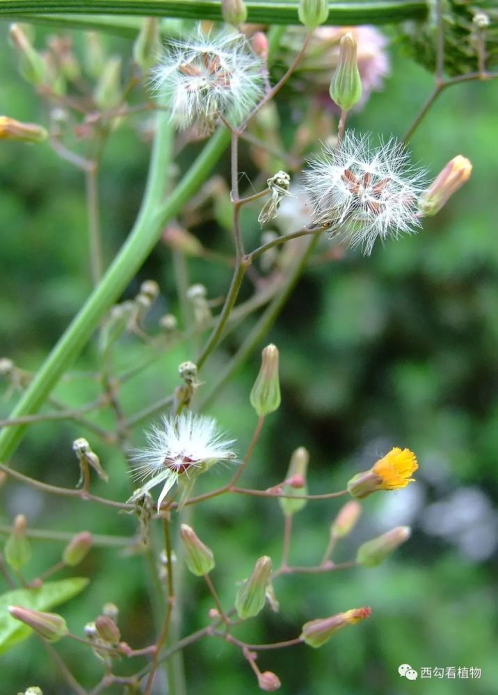 黄鹌菜youngiajaponica