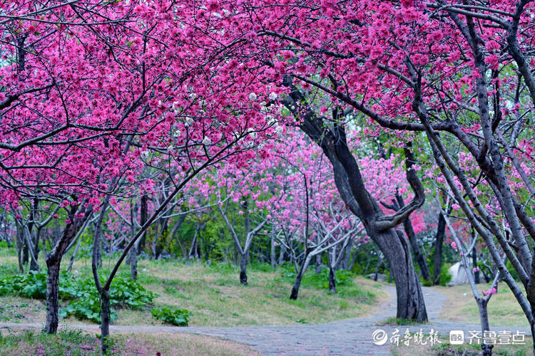 桃花盛開,讓遊人被那粉紅的花叢所吸引,忍不住停下腳步與桃花相親,留