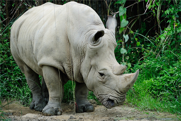 又一动物成为濒危物种!地球上仅存2只北部白犀牛:它们都是雌性