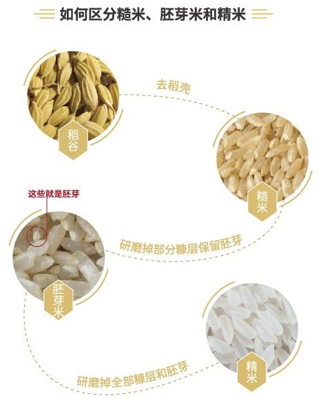 为什么说胚芽米才是高端营养米