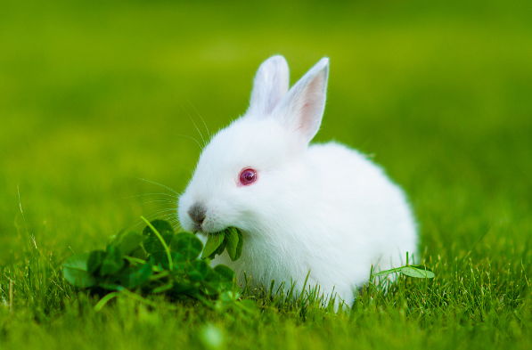 "兔兔兔"的最佳婚配,不离婚一生红红火火,后半生福禄双全!