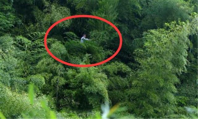 60岁老人在竹尖上游走,被称为竹海飞人