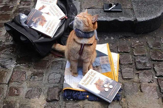 人类只能给猫猫做配角的治愈电影,暖心神作《流浪猫鲍勃》