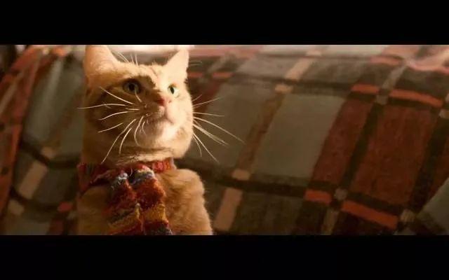 人类只能给猫猫做配角的治愈电影暖心神作流浪猫鲍勃