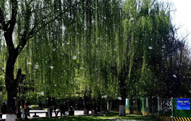 柳絮杨花飞满天【严建设】|柳絮|杨花|严建设