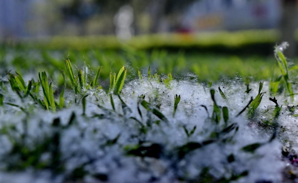 柳絮杨花飞满天严建设
