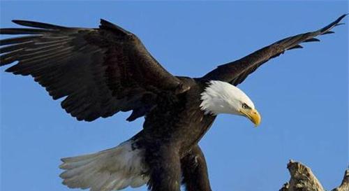 充当过奥运会吉祥物的9种 幸运 动物 腾讯新闻