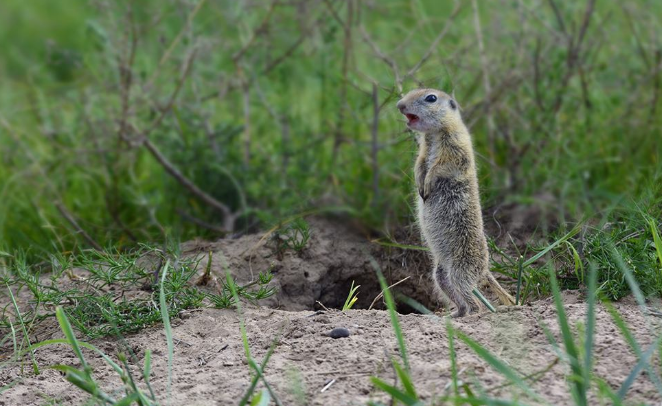 中国新疆30万只老鼠集体跳崖自杀专家给出的解释引人深思