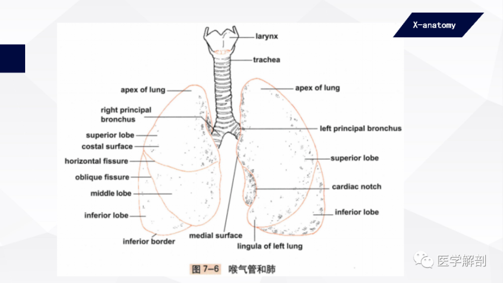 人体解剖学 呼吸器 肺 腾讯新闻