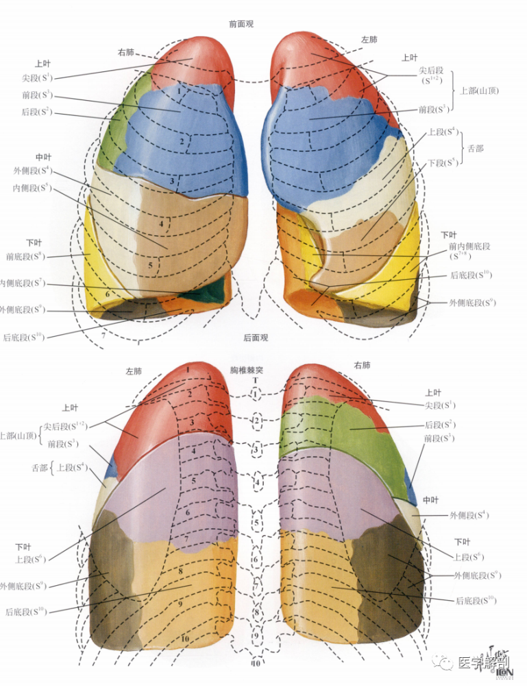 肺尖 apex of lung 圆钝,经胸廓上口突至颈部,超出锁骨内侧1/3段上方2