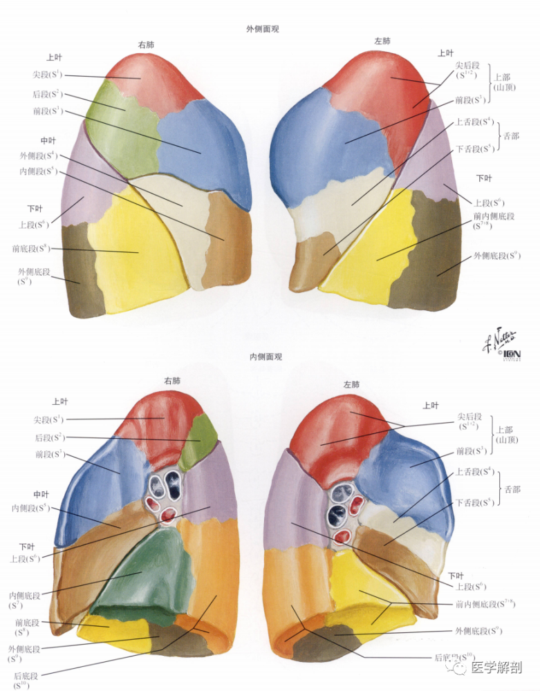 肺尖 apex of lung 圆钝,经胸廓上口突至颈部,超出锁骨内侧1/3段上方2