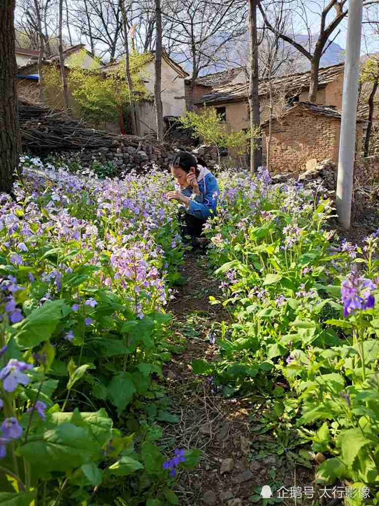 乡村老家诸葛菜 腾讯新闻