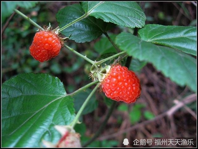 小时候的味道清明时节必定要摘的野果大人小孩都喜欢