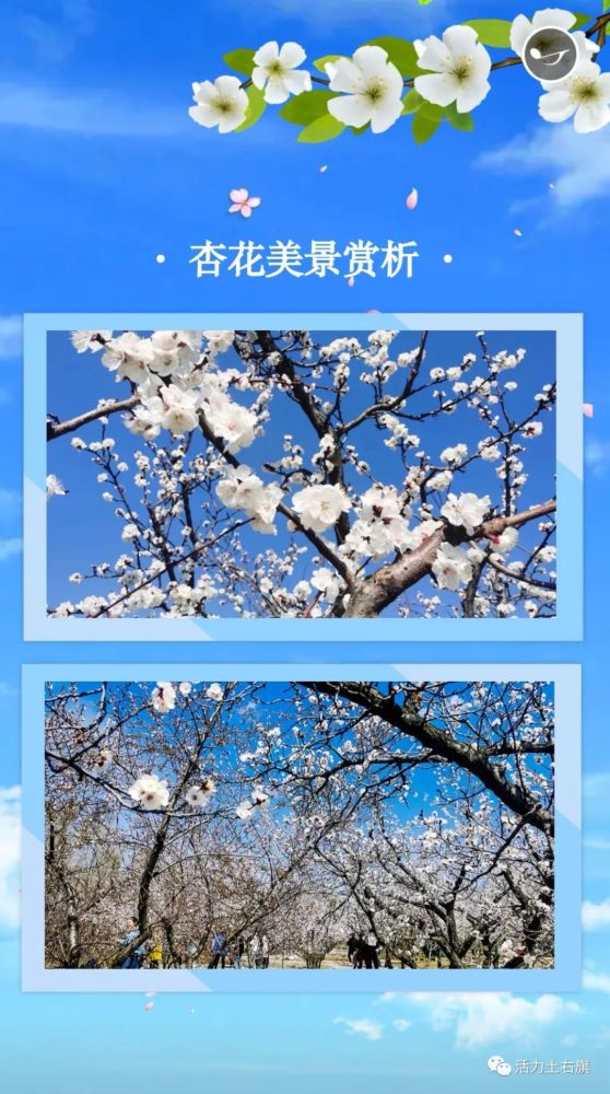 快来土右旗赴一场杏花之约!