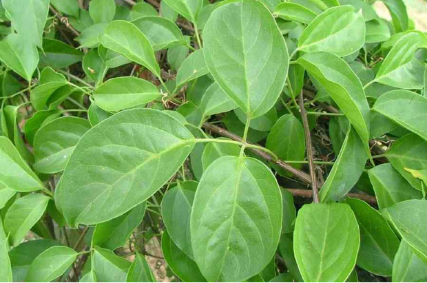 炮仗花叶子细节外观炮仗花开出橙红色的小花累累成串,状如鞭炮炮仗花