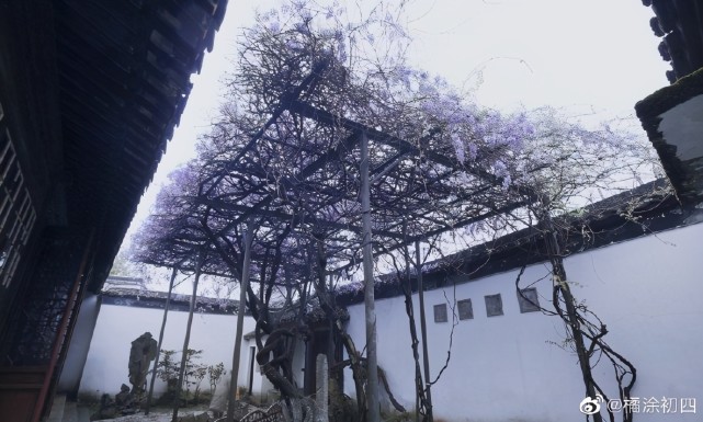 在苏州博物馆内忠王府东路戏厅南部庭院里,有紫藤一架,为明代著名书画