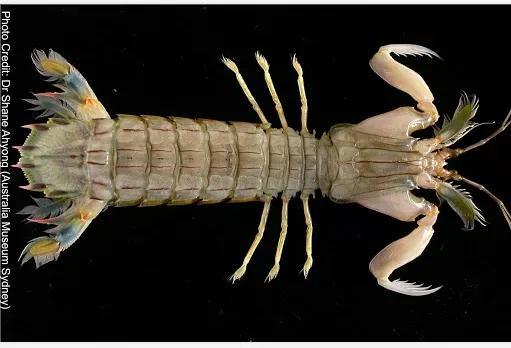 皮皮虾,又叫爬虾,口虾蛄或虾虎,现在挺流行的可以算一种网红海鲜了