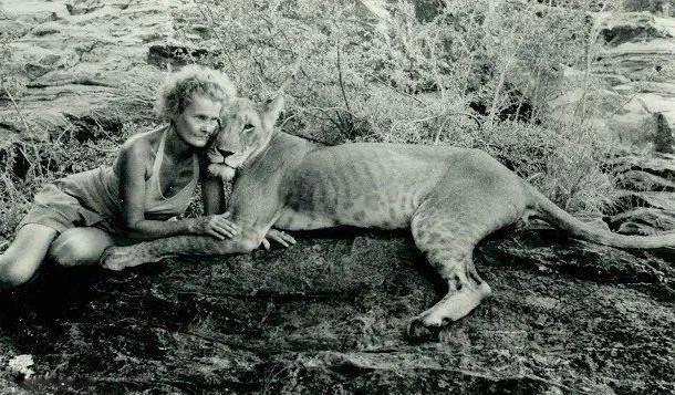 狮子|动物园|乔伊·亚当逊|爱尔莎